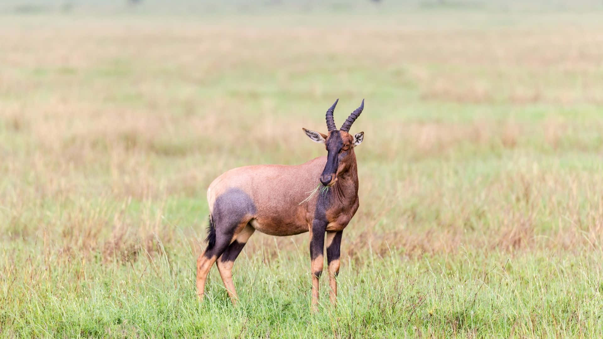 Topi Antelopein Savannah Grasslands.jpg Wallpaper