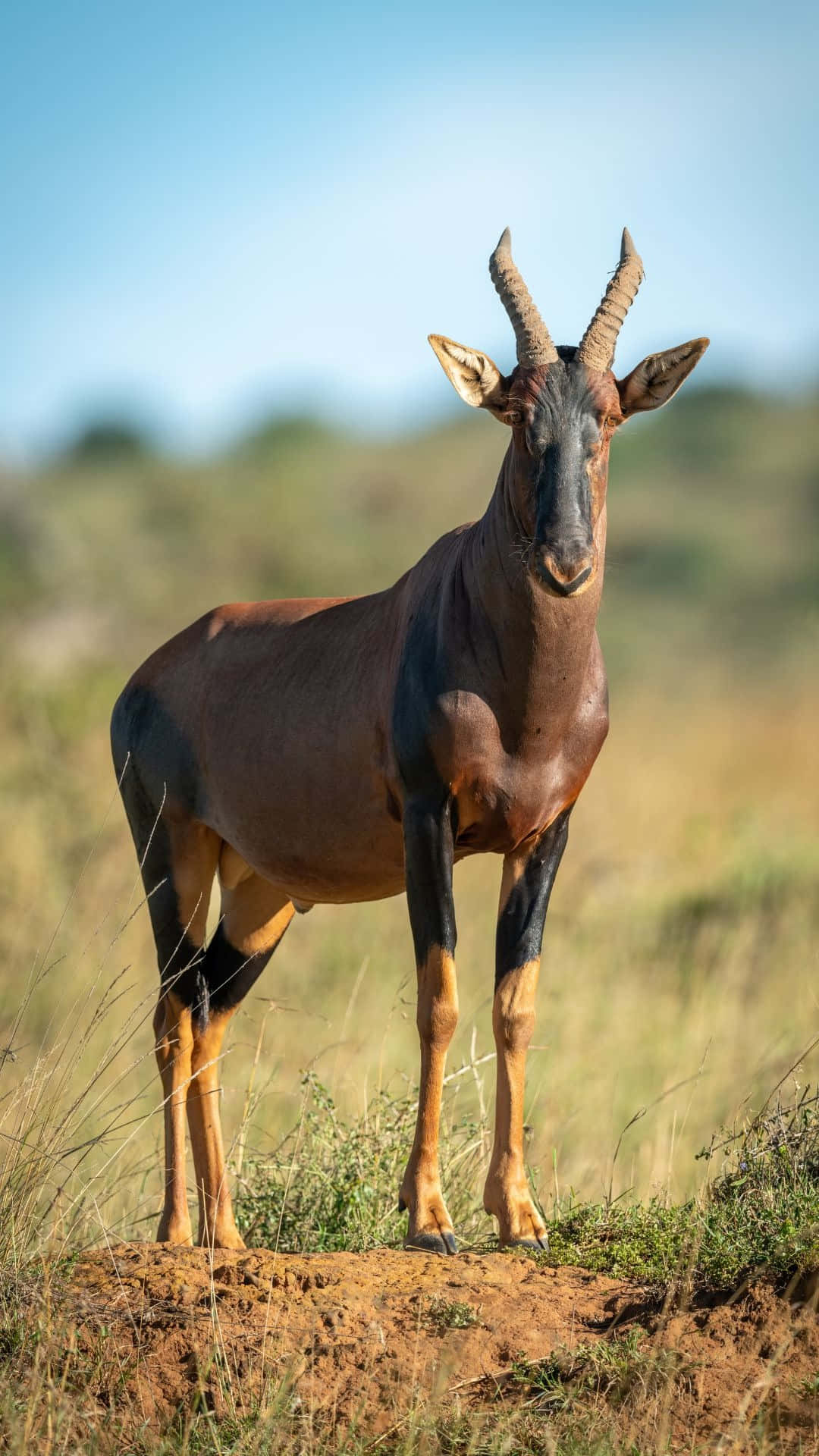 Topi Antelopein Savannah Grasslands Wallpaper