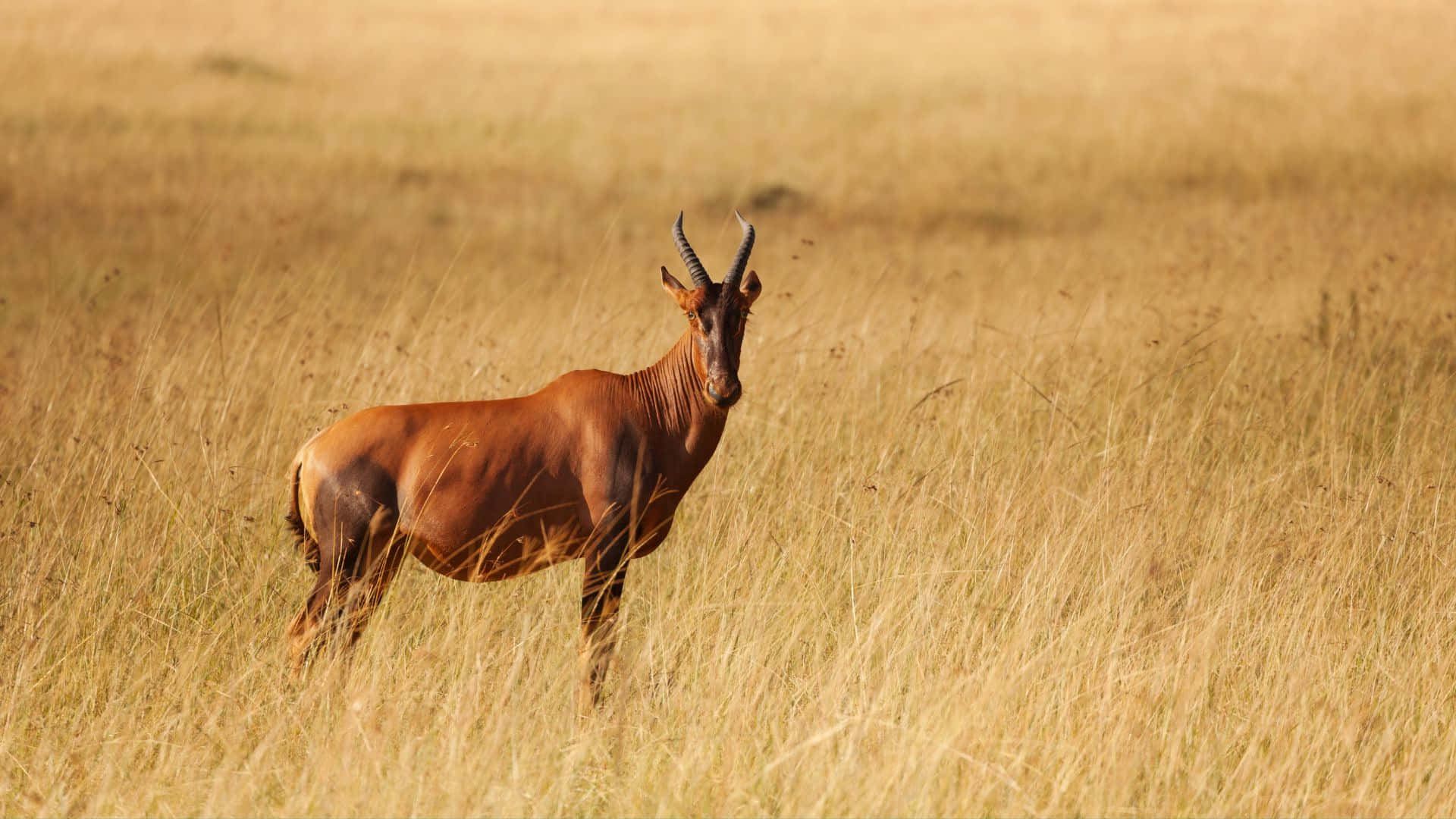 Topi Antelopein Savannah Grasslands Wallpaper