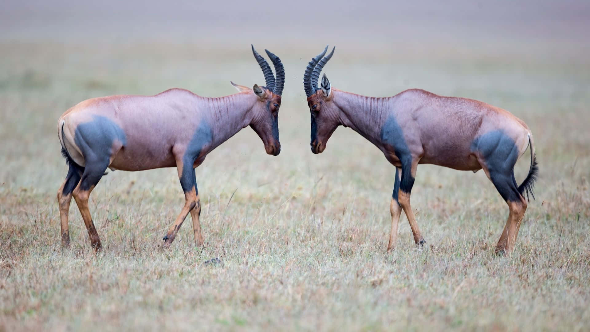 Topi Antelopes Confrontation Wallpaper