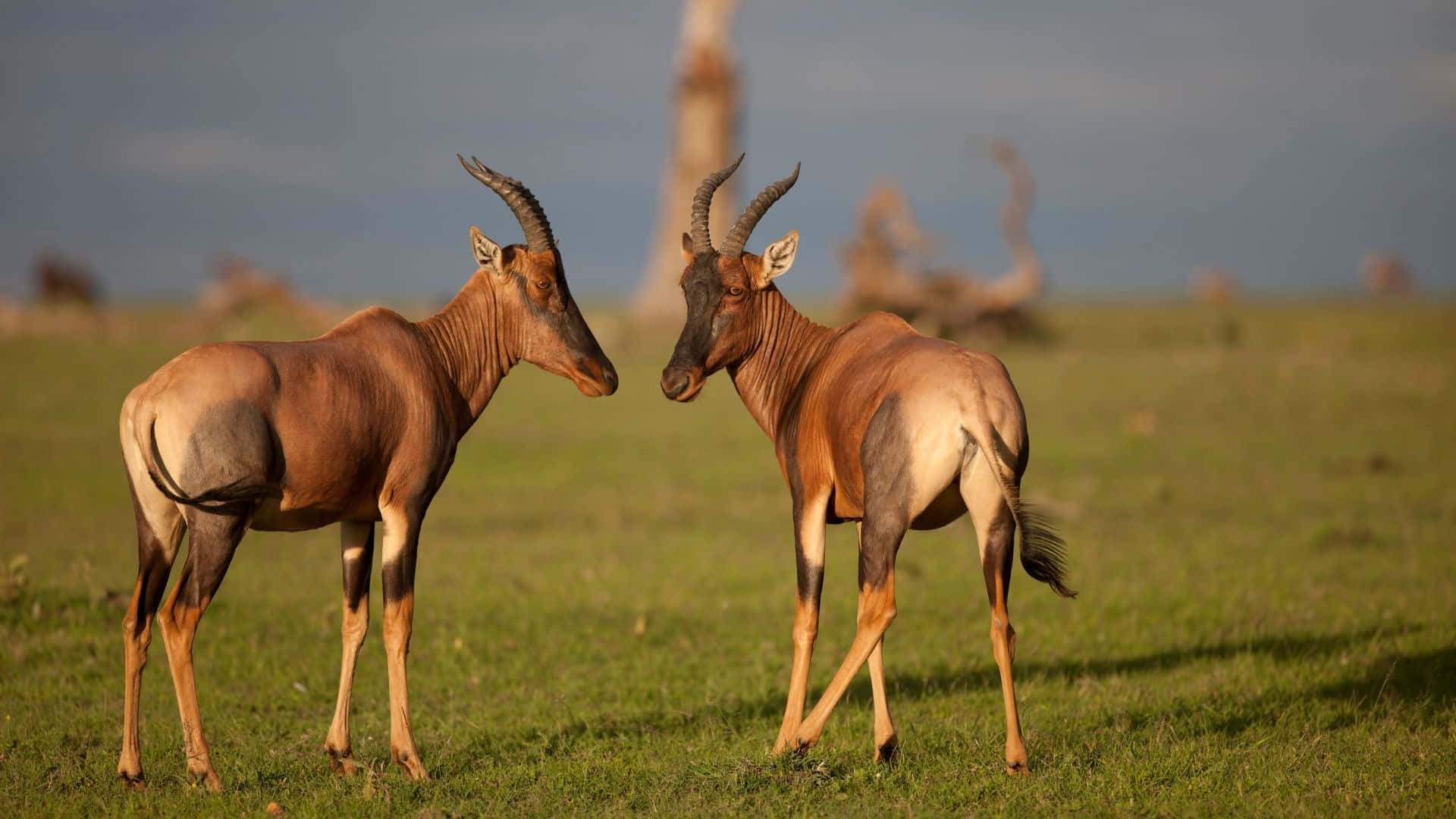 Topi Antelopes Facing Each Otherin Grassland Wallpaper