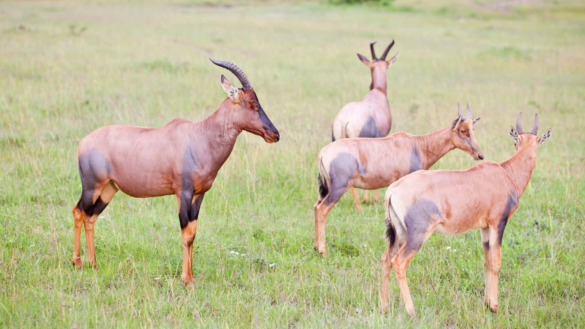 Topi Antelopesin Savannah Grassland Wallpaper