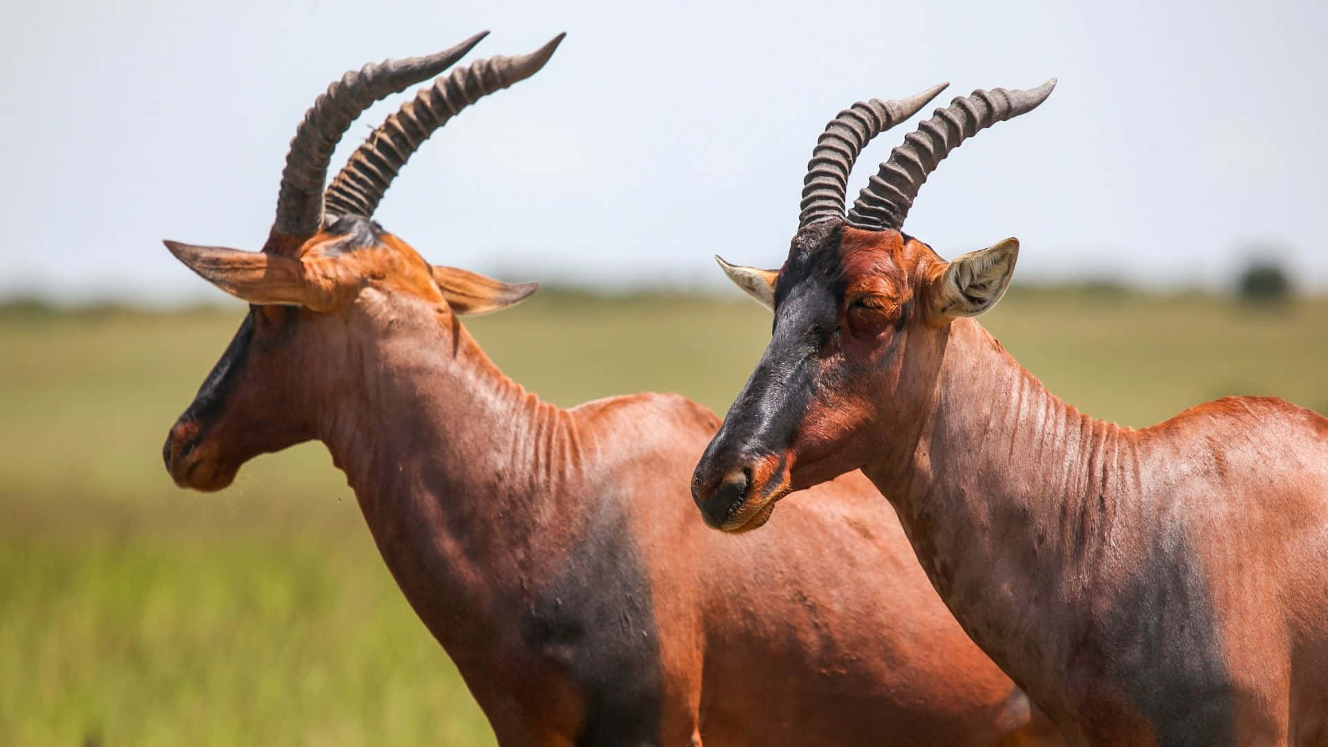 Topi Antelopesin Savannah Wallpaper