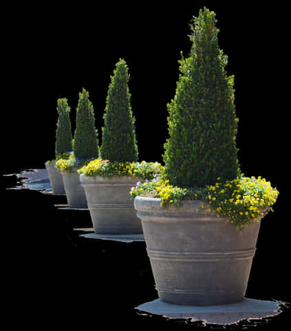 Topiary Conesin Flower Pots PNG