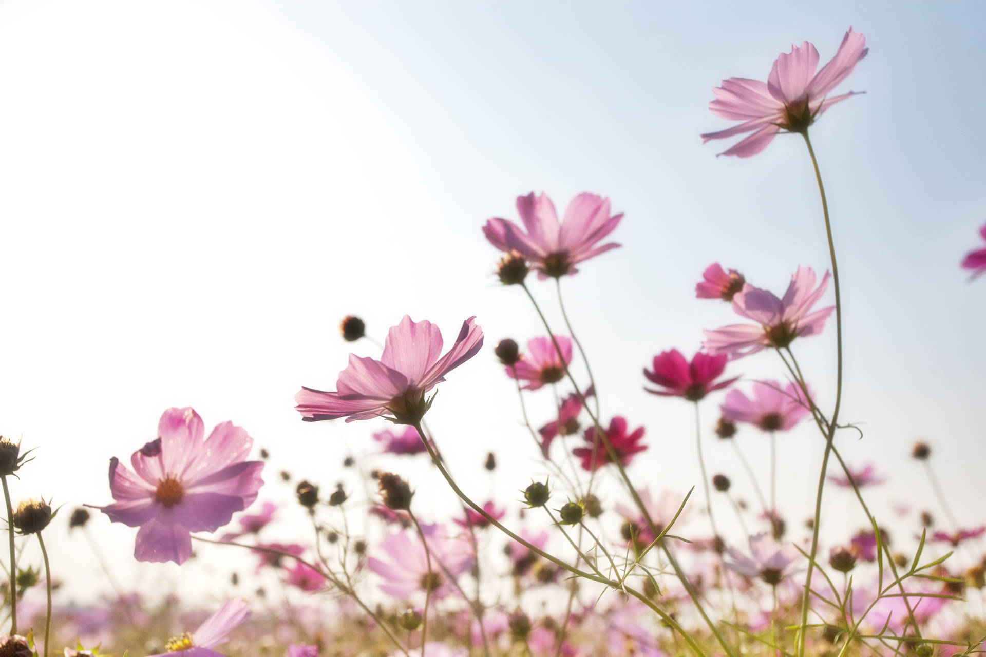 Tops Of Cosmos Flowers Background Wallpaper