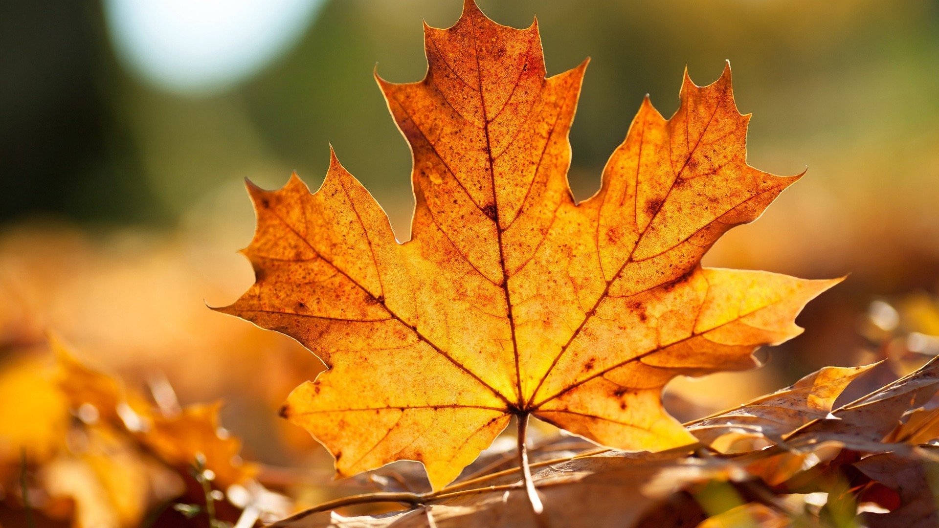 Toronto Maple Leafs On Dry Leaves Wallpaper