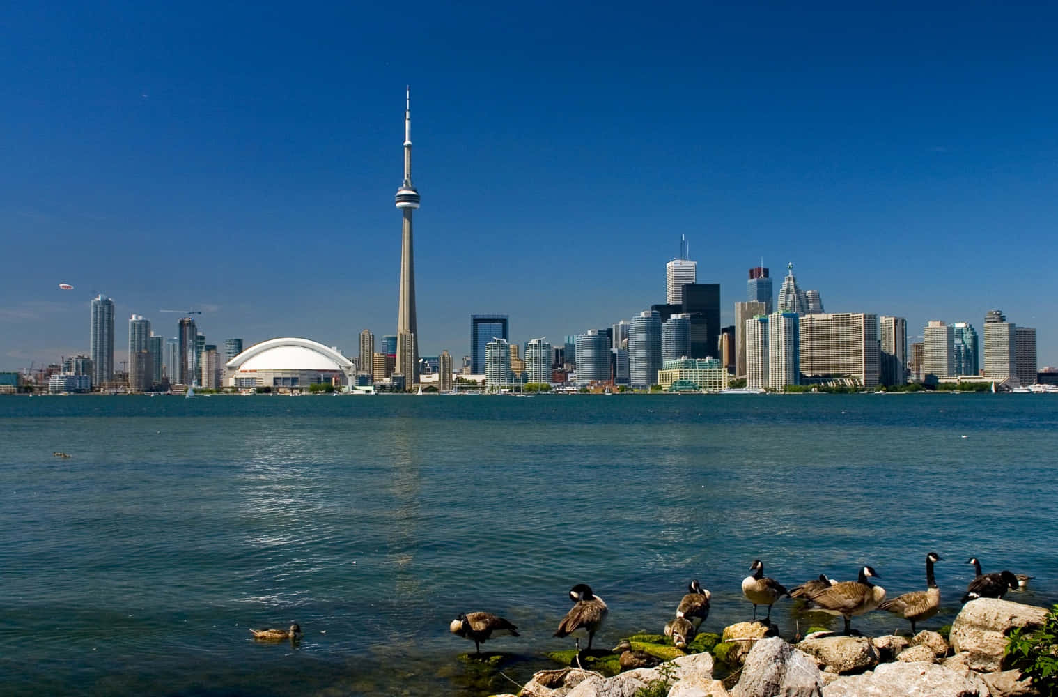 Panoramadella Skyline Di Toronto Con Oche E Anatre