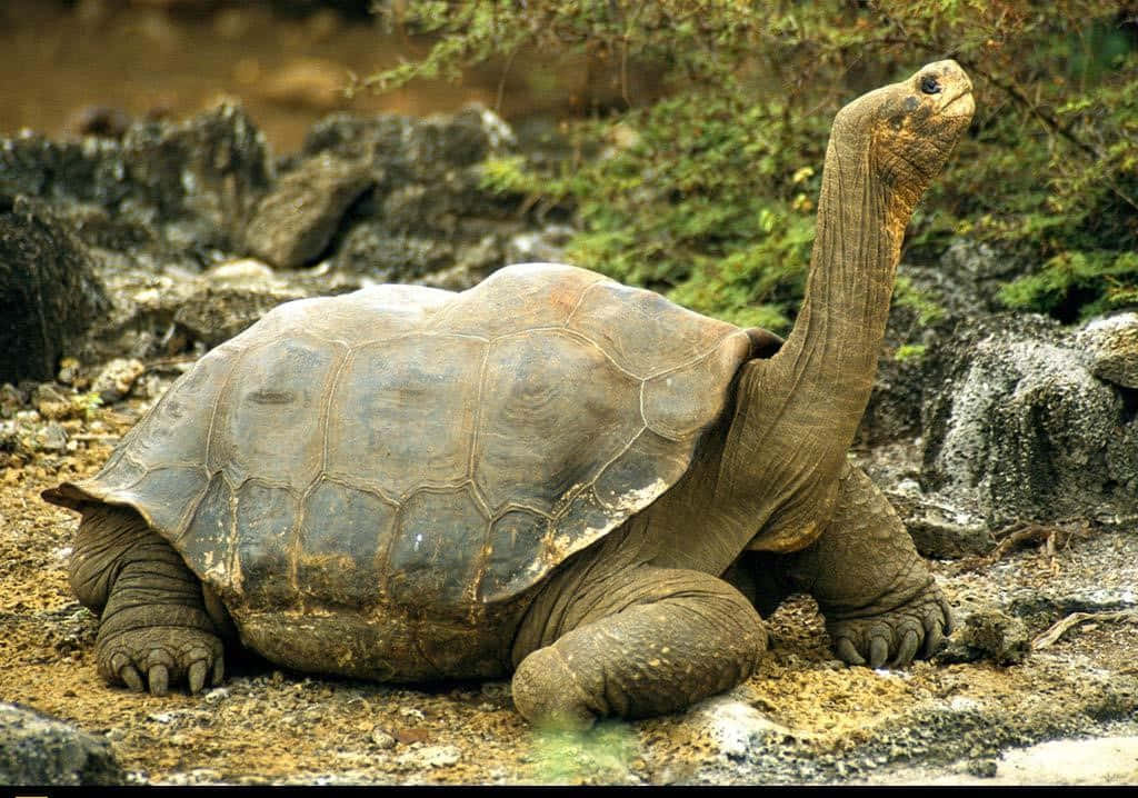 Sköldpadda1024 X 718 Bild