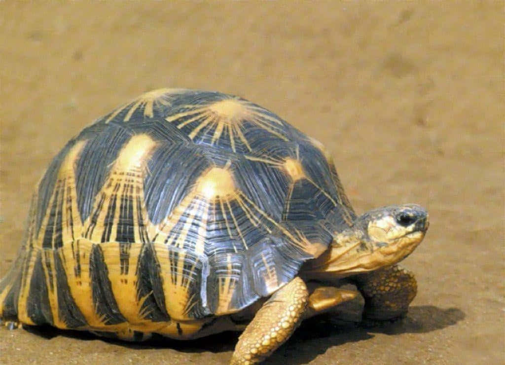 Sköldpadda1024 X 740 Bild