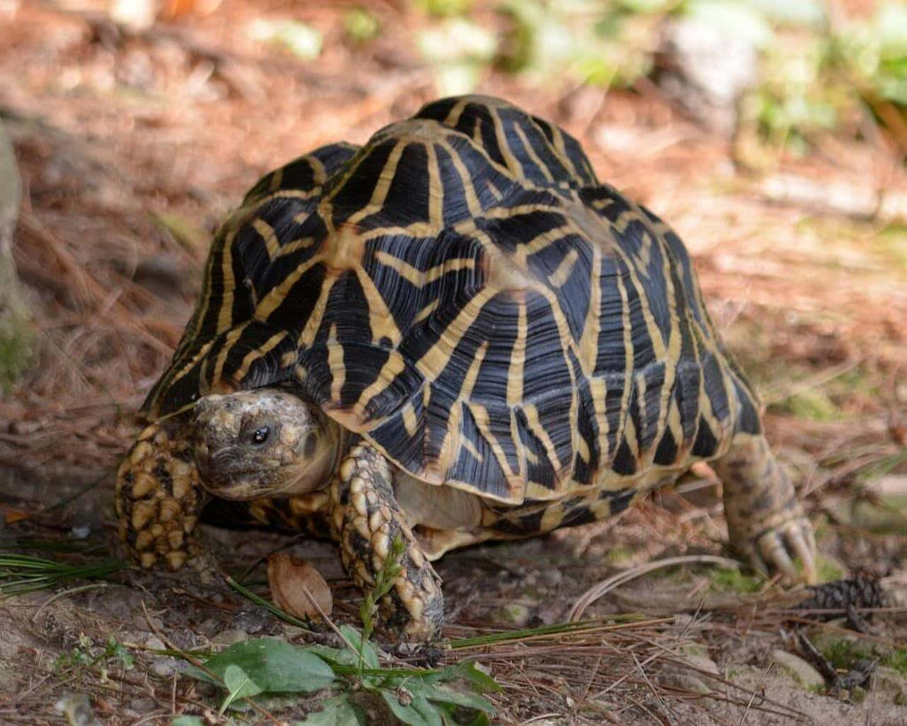 Majestic Giant Tortoise in its Natural Habitat