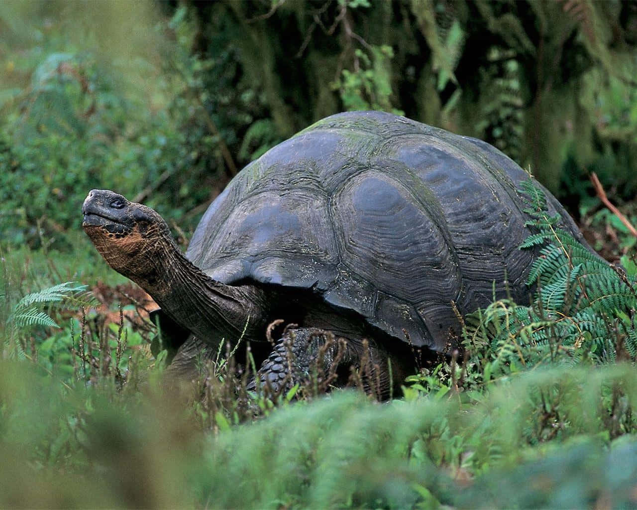 Caption: Stunning Close-up of a Beautiful Tortoise
