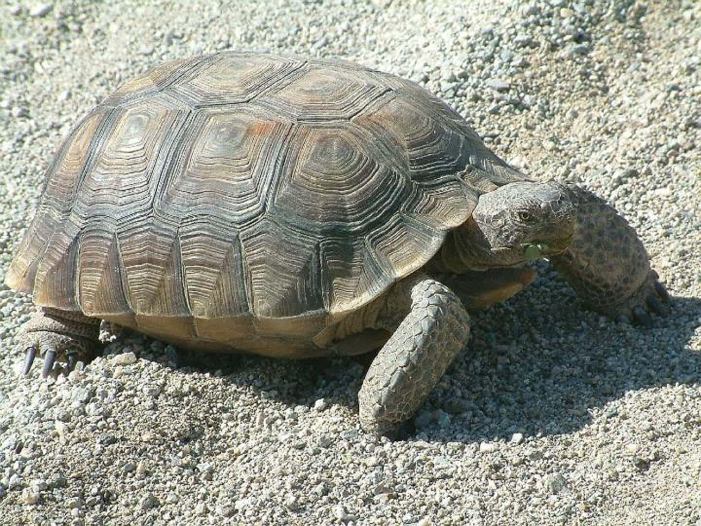 Majestic Tortoise Walking in Nature