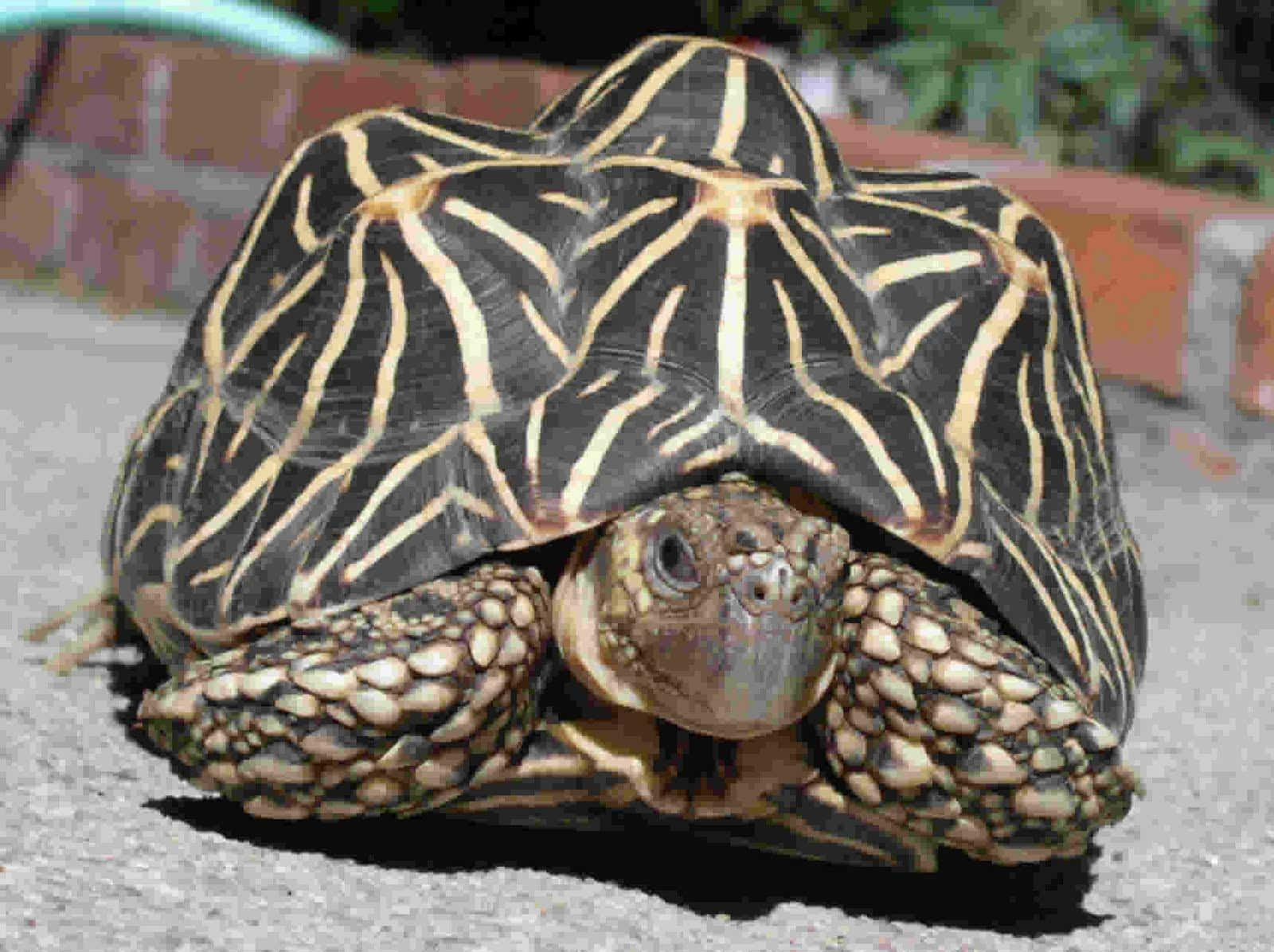 Sköldpadda1600 X 1196 Bild