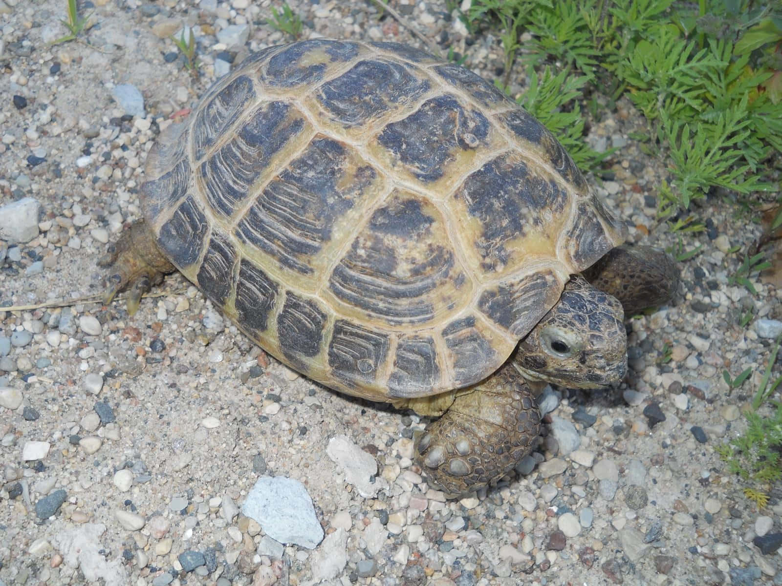 A Galápagos giant tortoise roaming in a lush green habitat