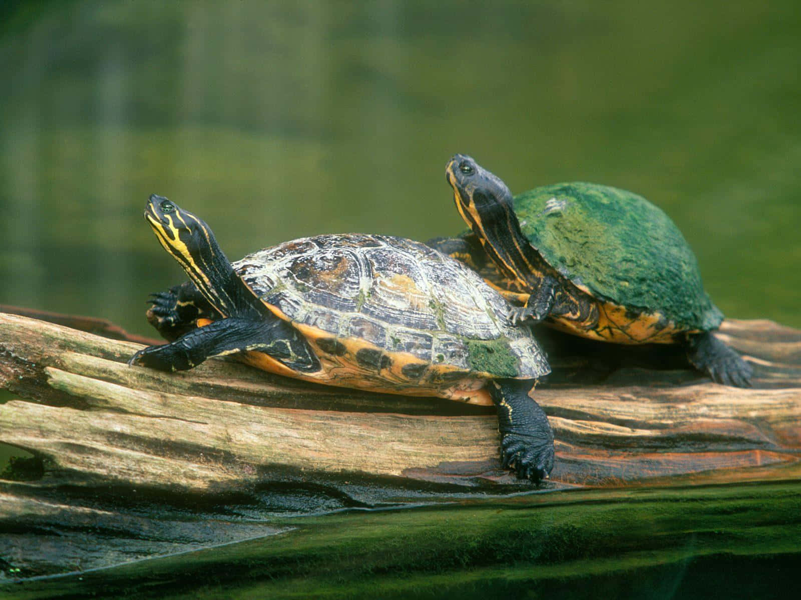 Skildpaddebilledeti Størrelsen 1600 X 1200.