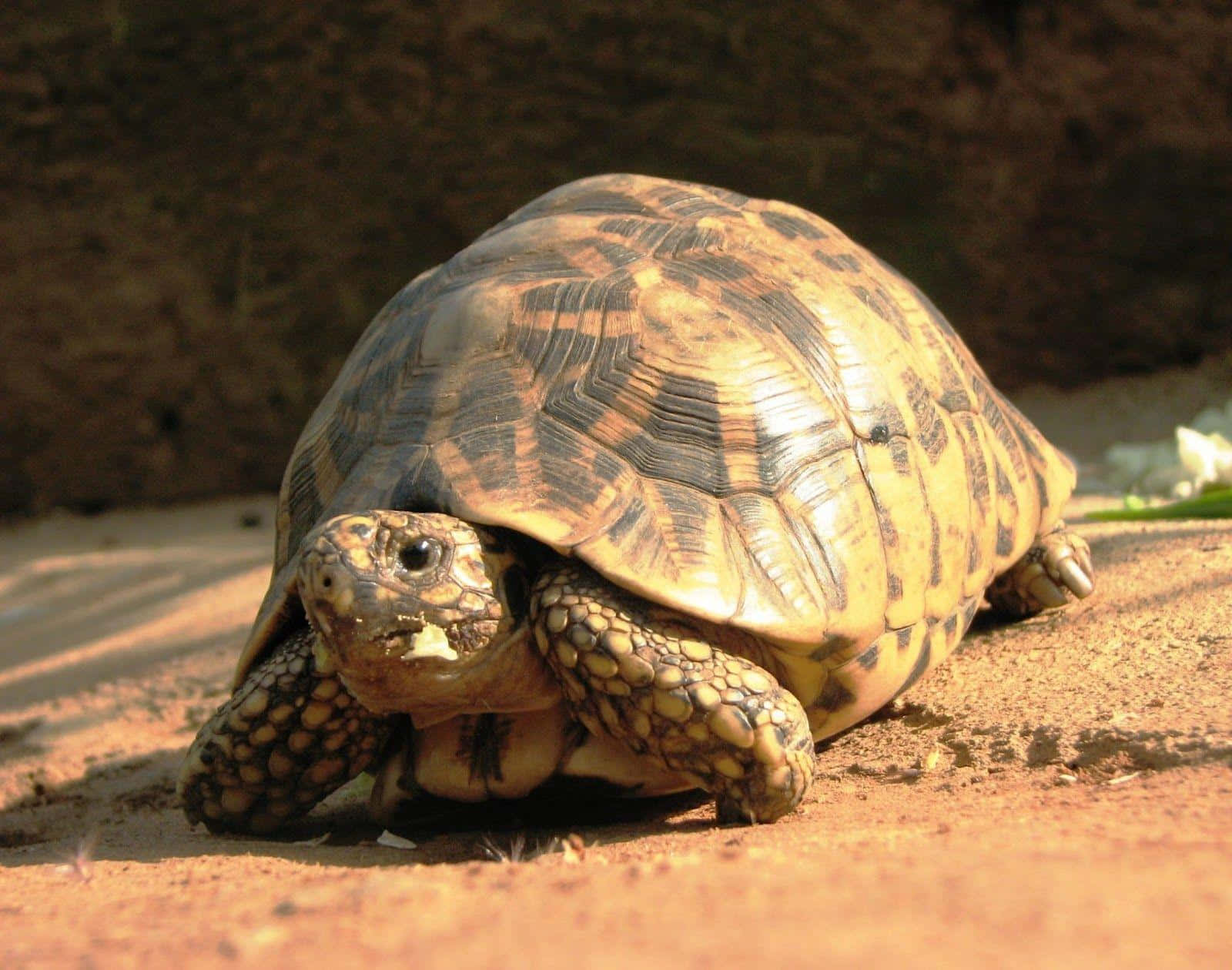 Beautiful Scenery of a Tortoise Enjoying the Great Outdoors
