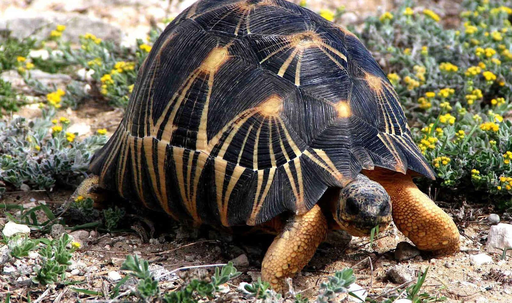 Majestic Tortoise Basking in the Sun