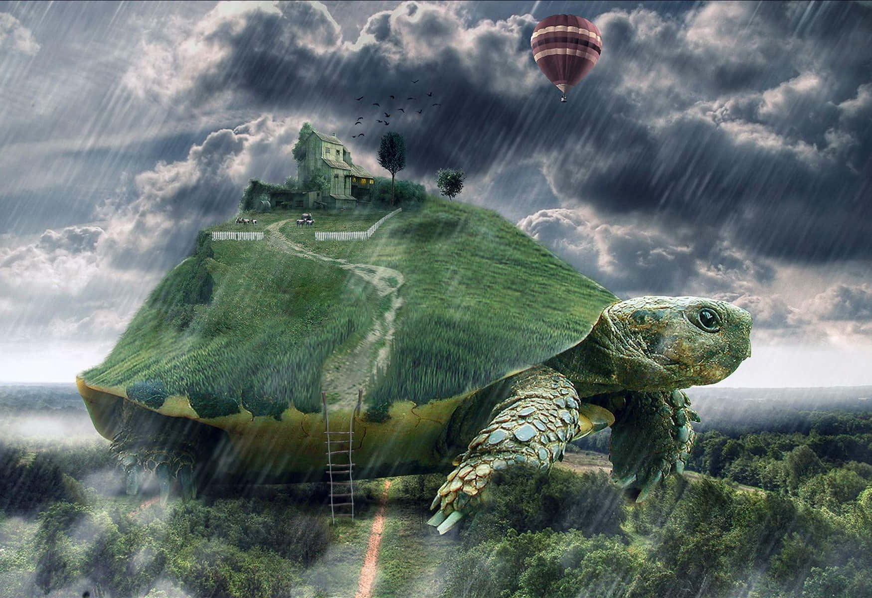 Sköldpadda1749 X 1200 Bild