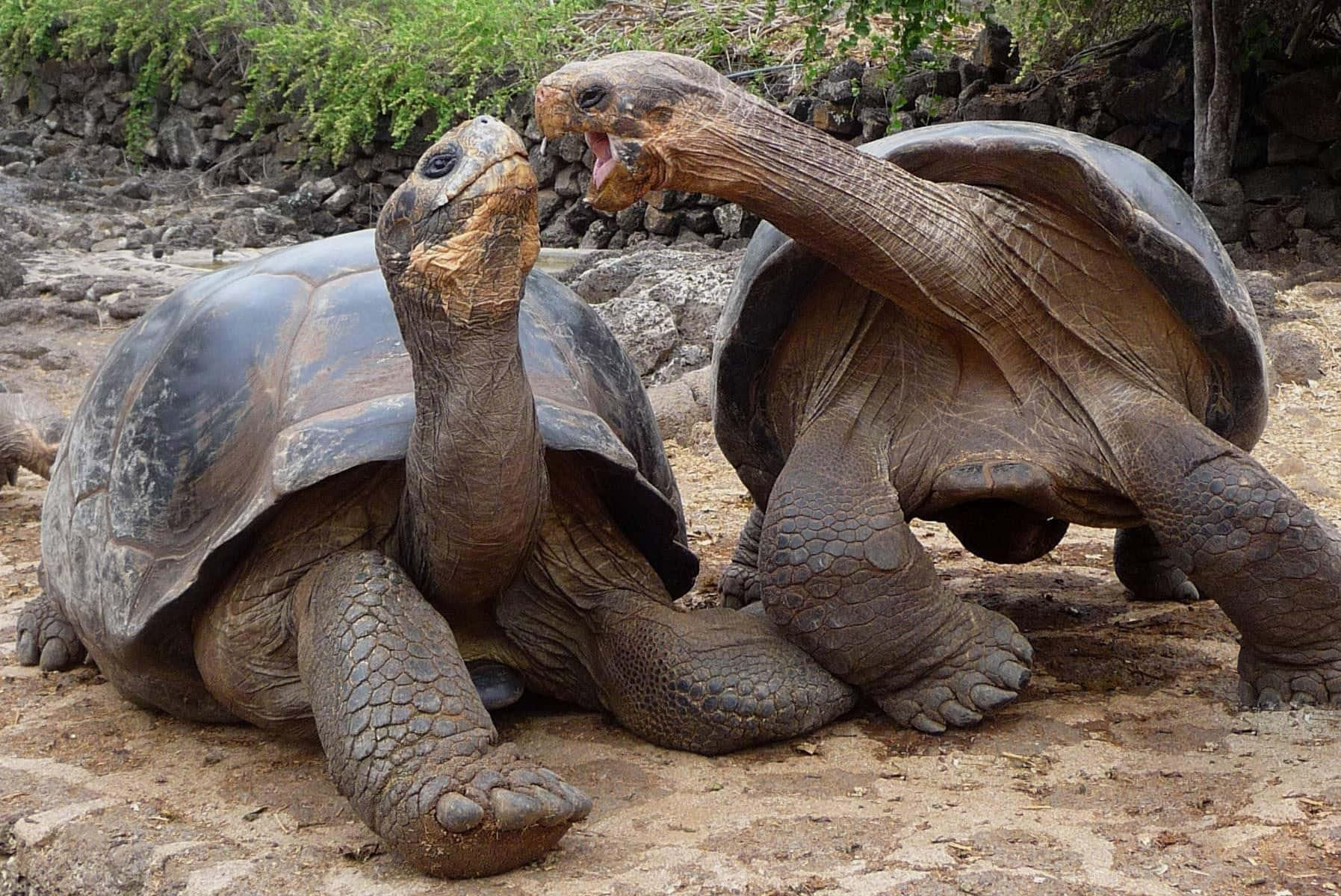 A beautiful tortoise exploring its natural habitat