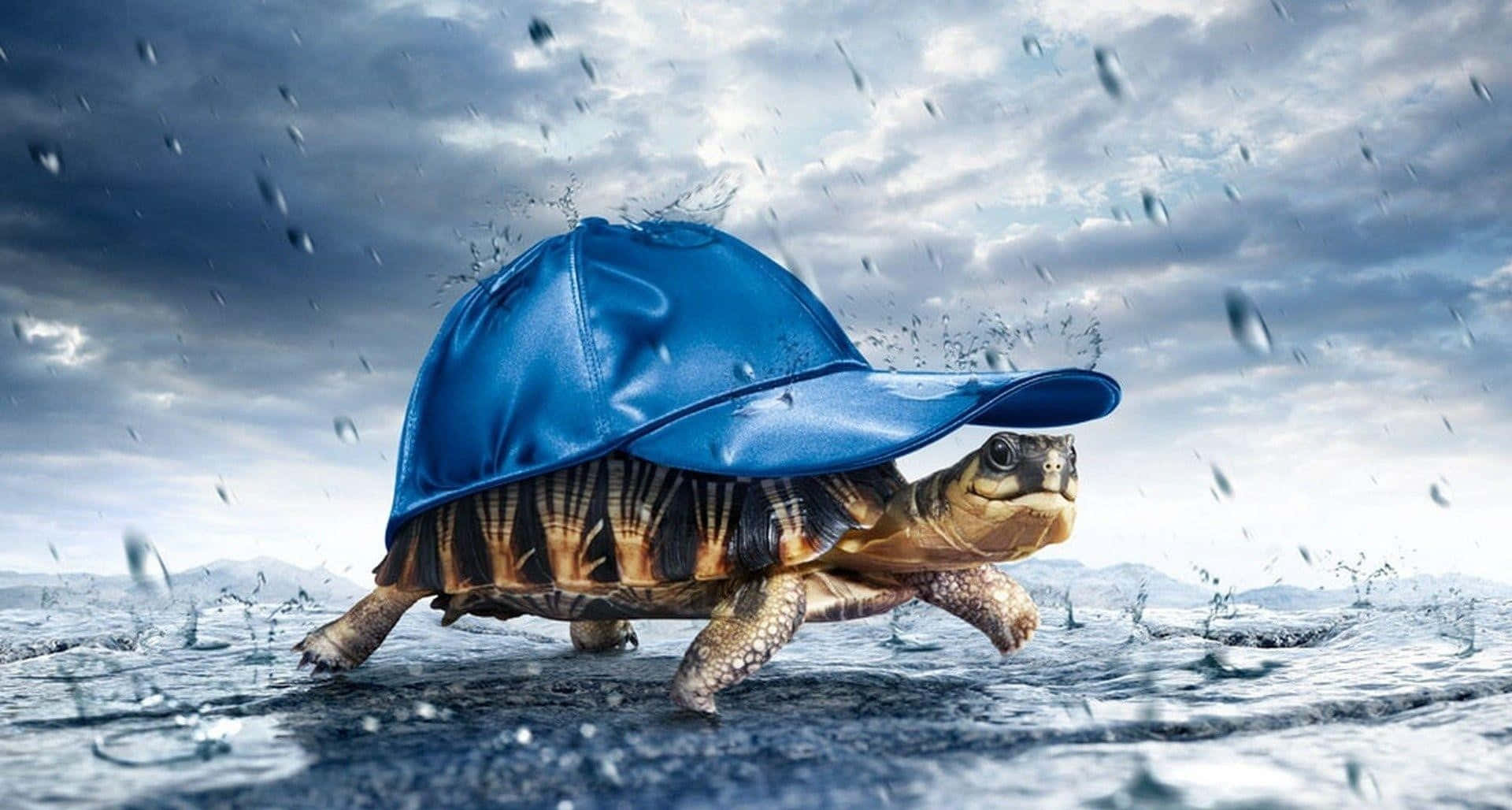 Stunning Tortoise Enjoying a Leisurely Stroll in Nature