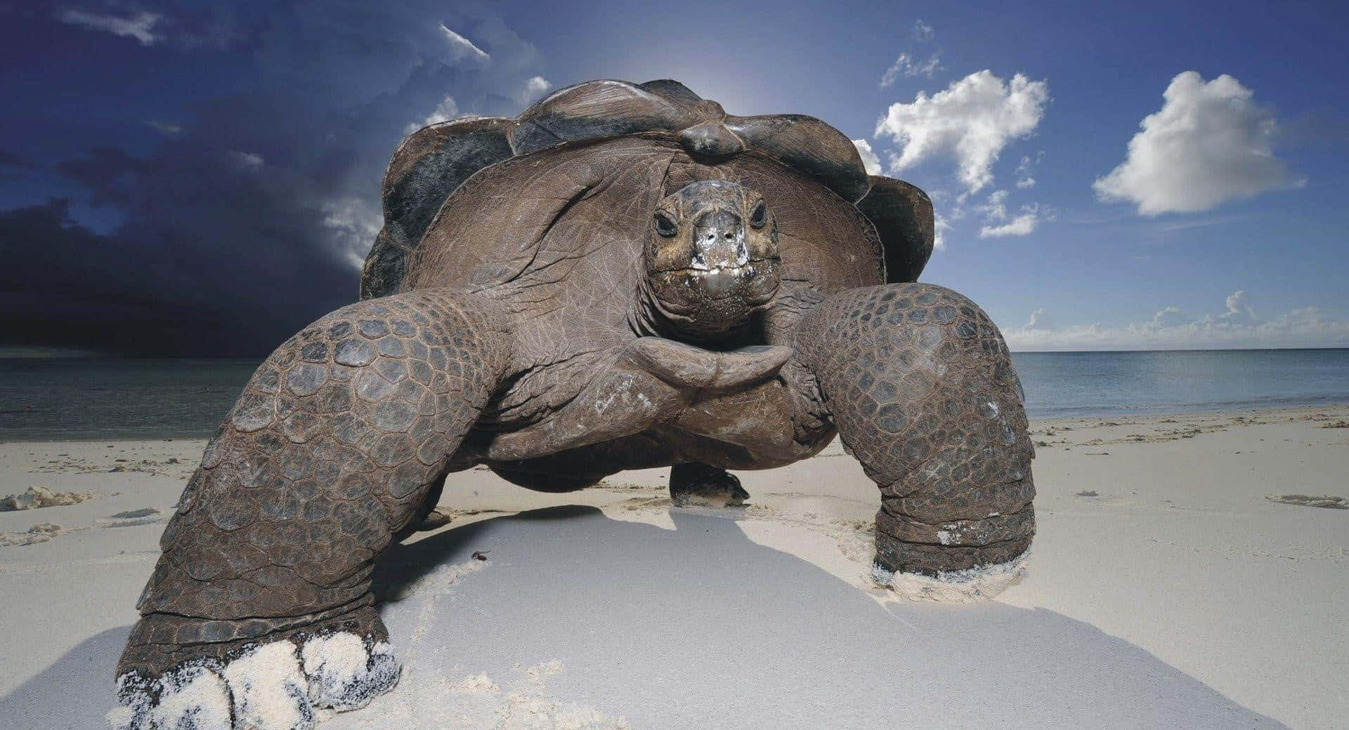 Sköldpadda1920 X 1040 Bild