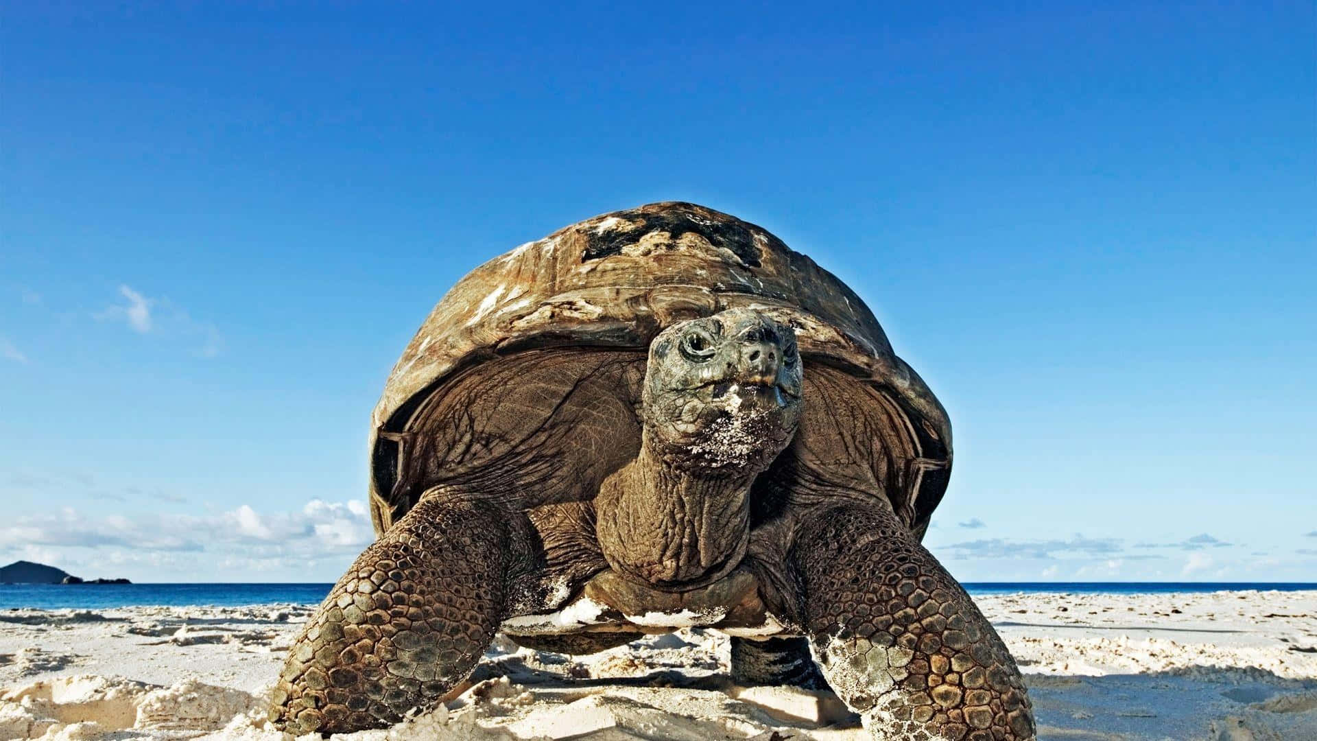 Bildpå En Sköldpadda I Storleken 1920 X 1080