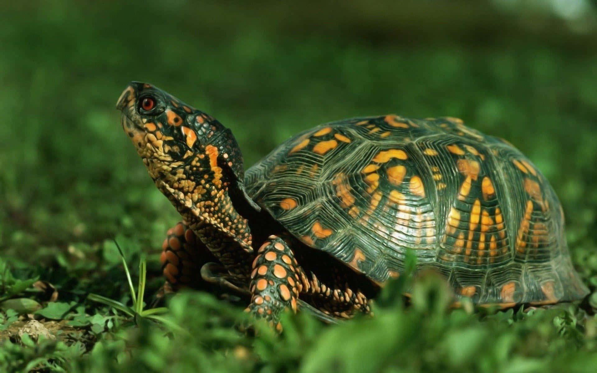 Stunning Portrait of a Radiant Green Tortoise