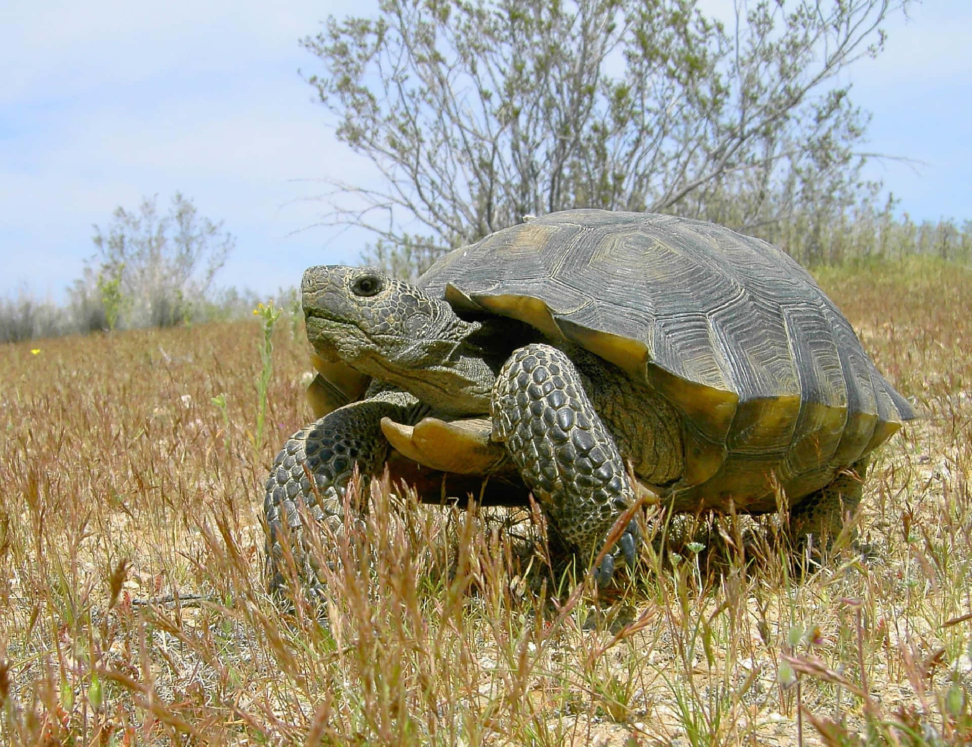 Beautiful Tortoise Walking in its Natural Habitat