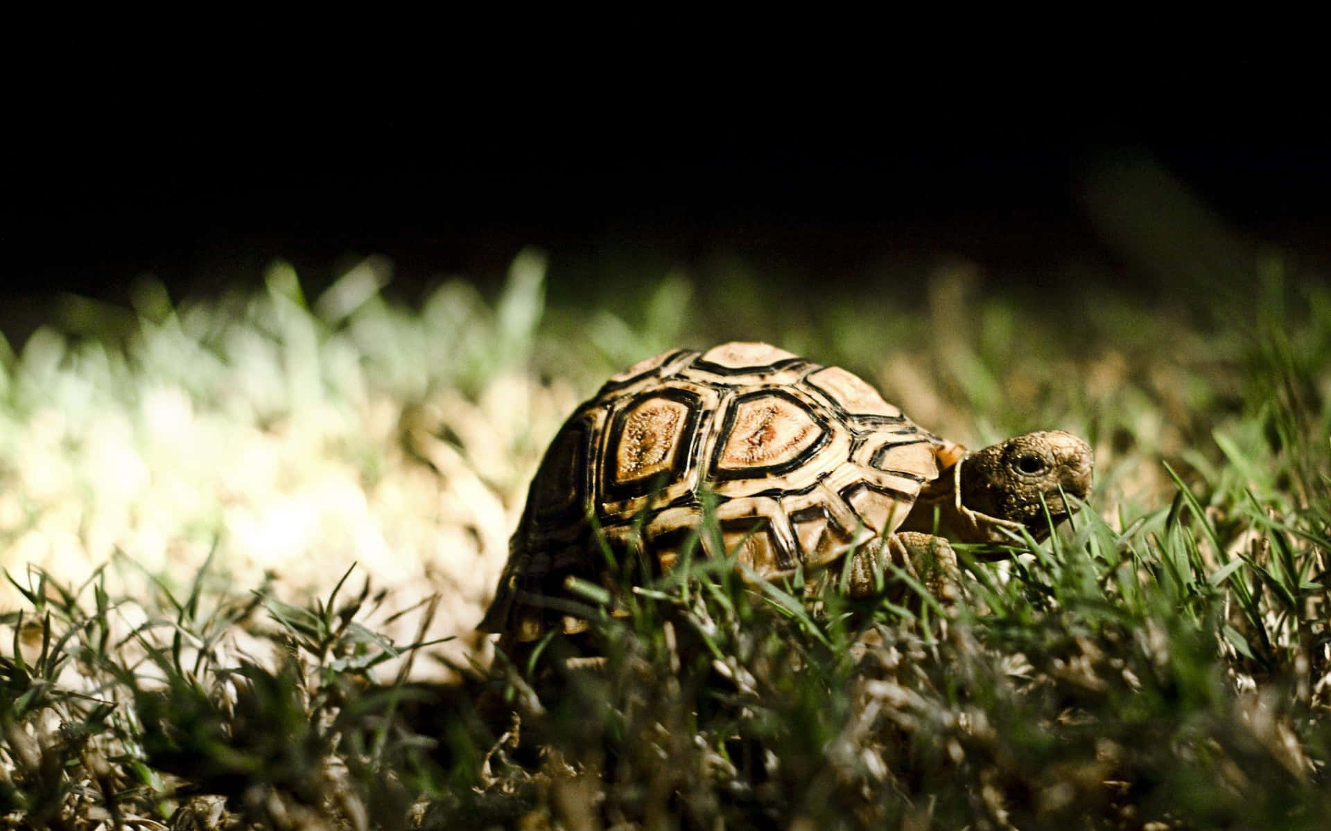 Caption: Beautiful Tortoise Exploring Its Surroundings