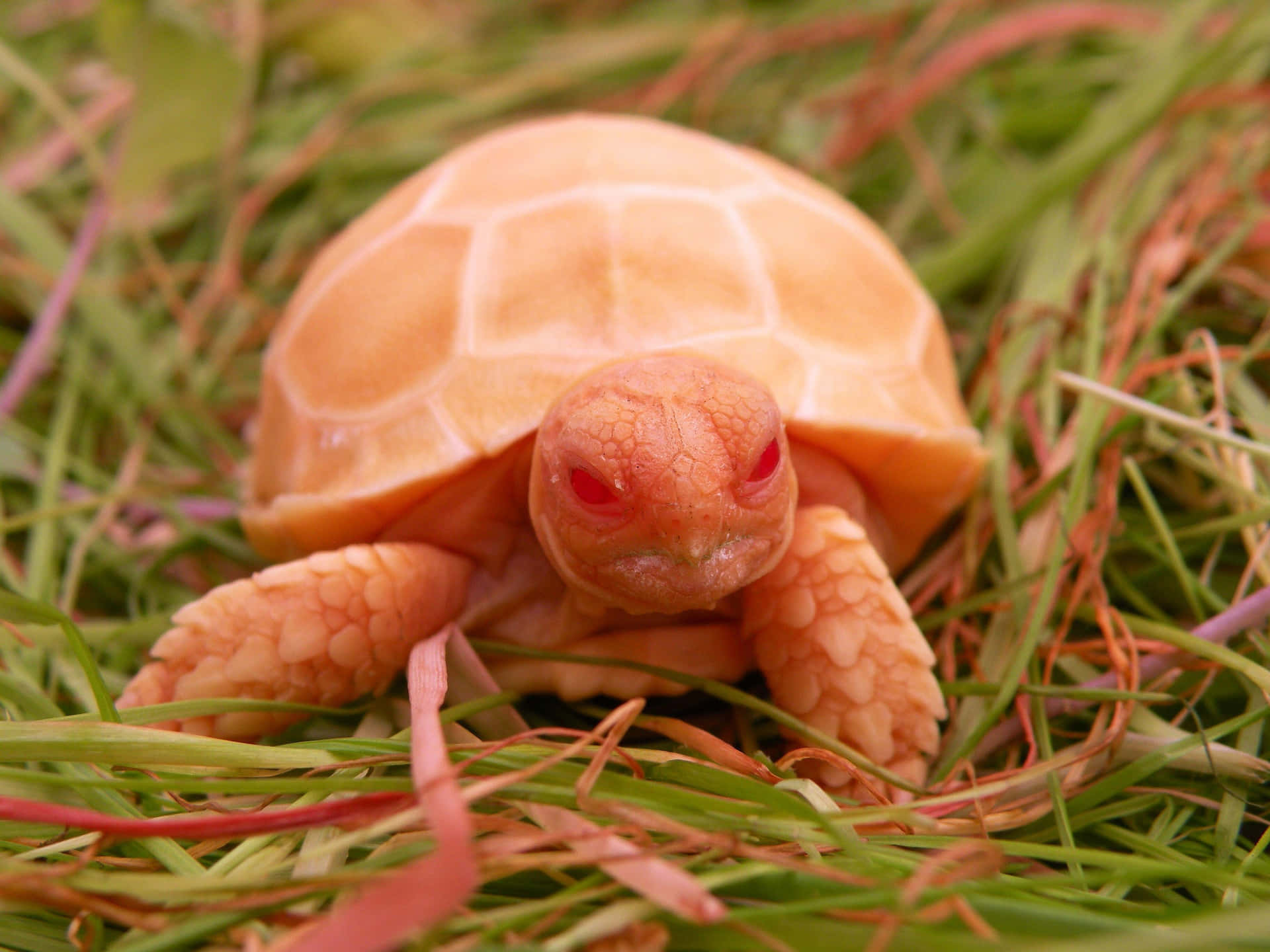 A Beautiful Tortoise in Natural Habitat