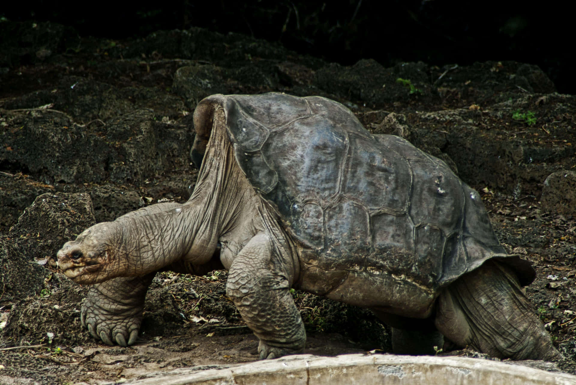 Beautiful Galápagos Tortoise Basking in Sunshine