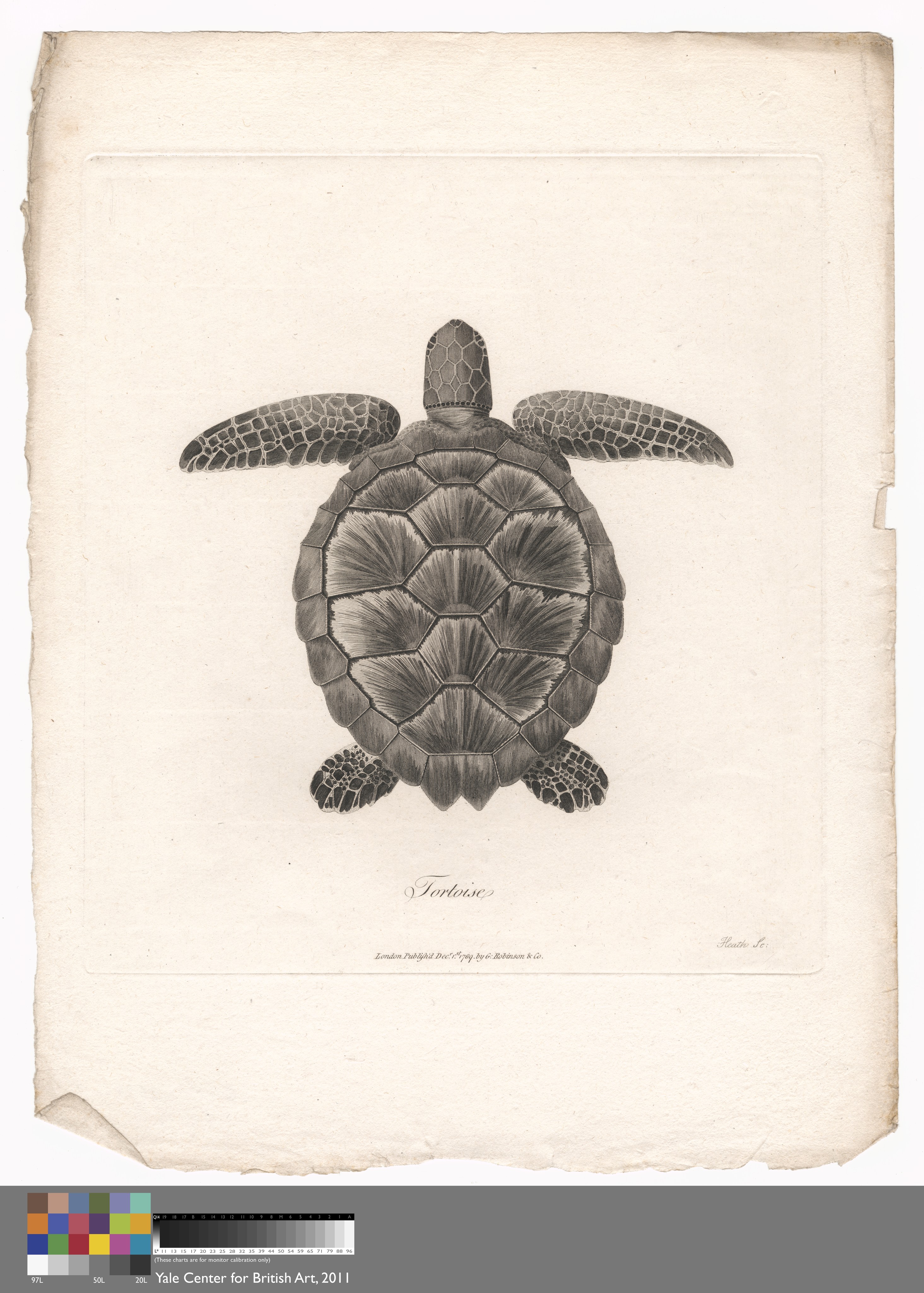 Tortoise Wallpaper