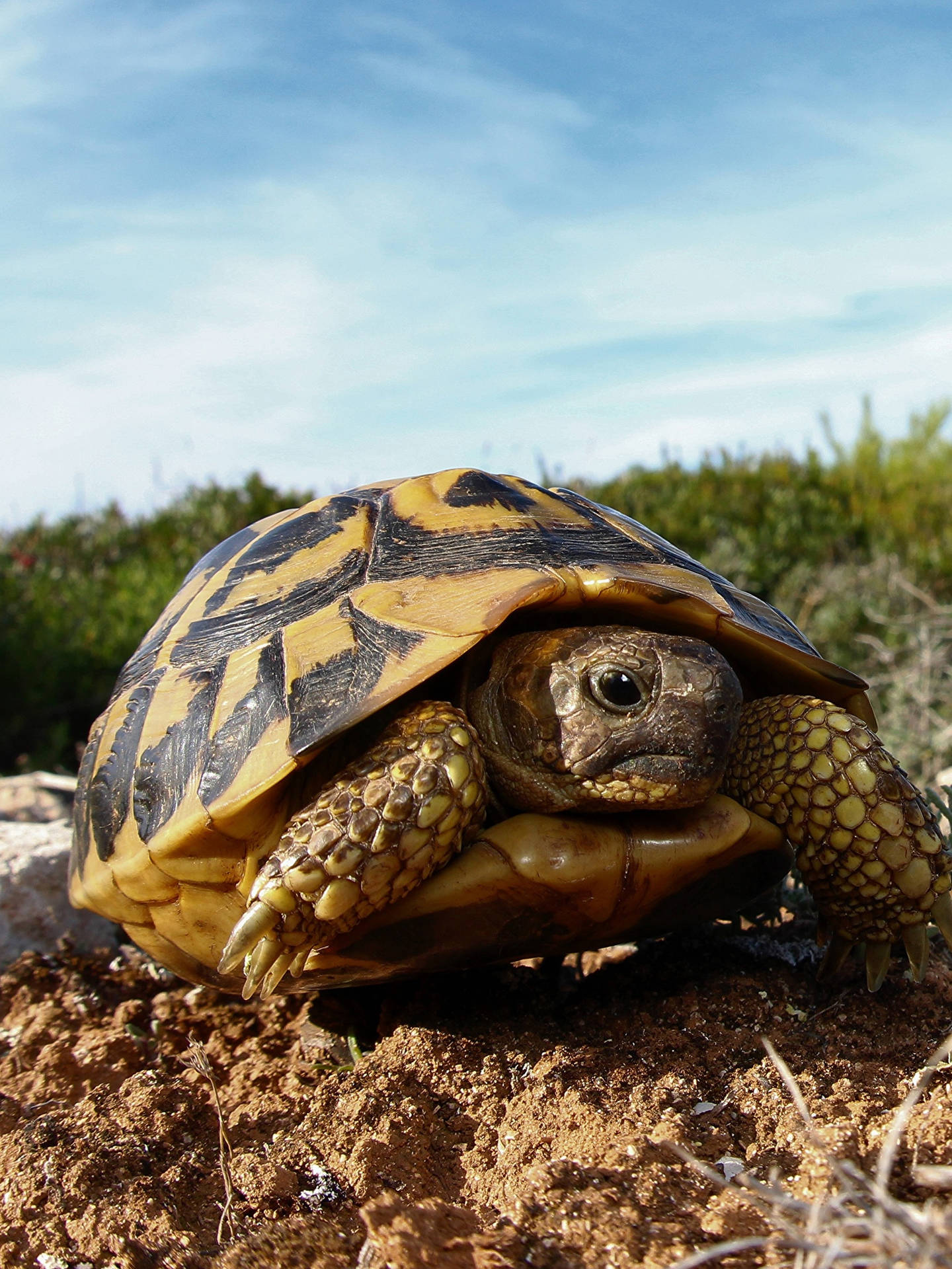 Tortoise Amidst Sand-Brown Ground Wallpaper