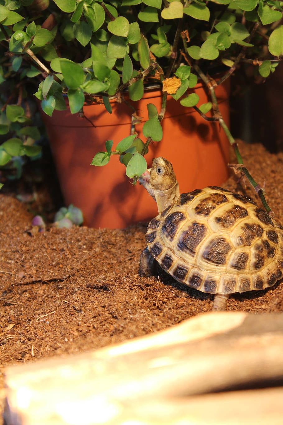 A Hungry Tortoise Nibbling on a Leafy Plant Wallpaper