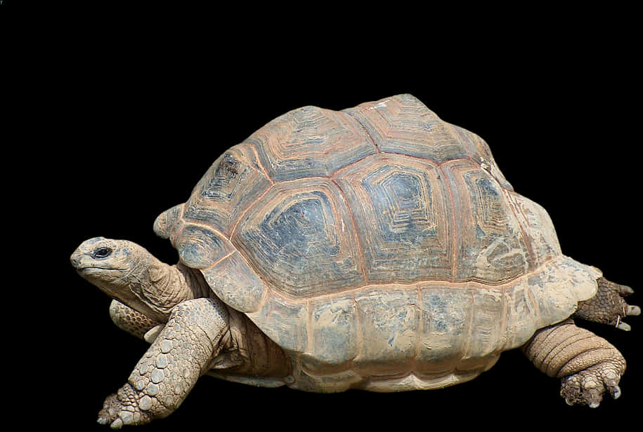 Tortoise Profile Black Background PNG