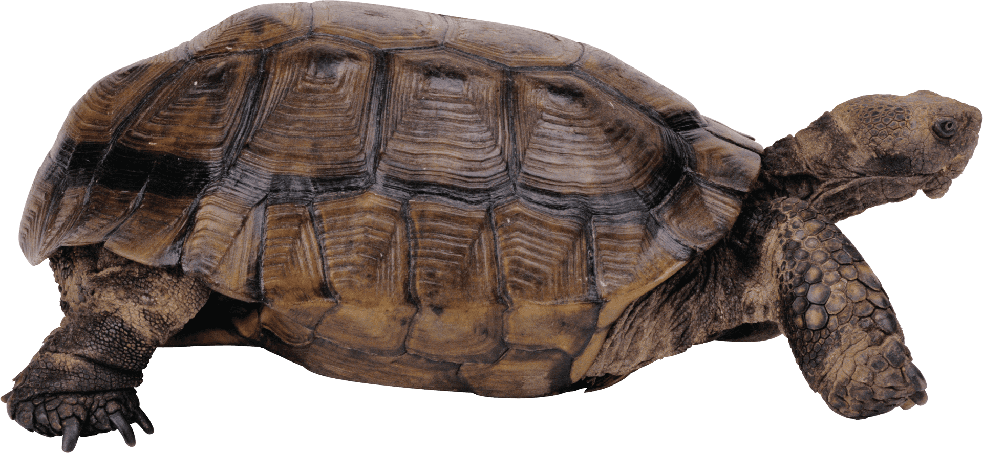 Tortoise Side View Transparent Background PNG