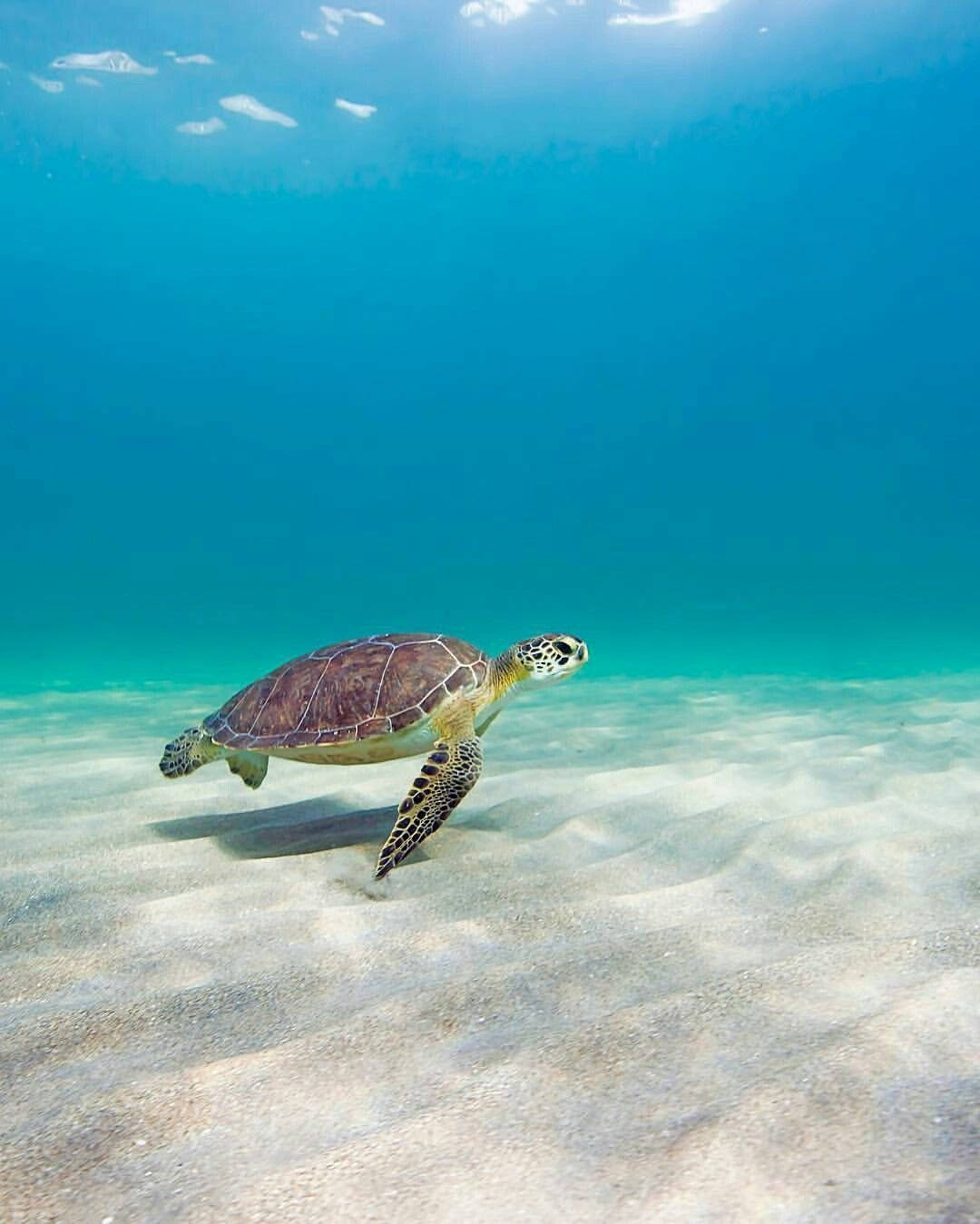 Sköldpaddaunder Havet Wallpaper