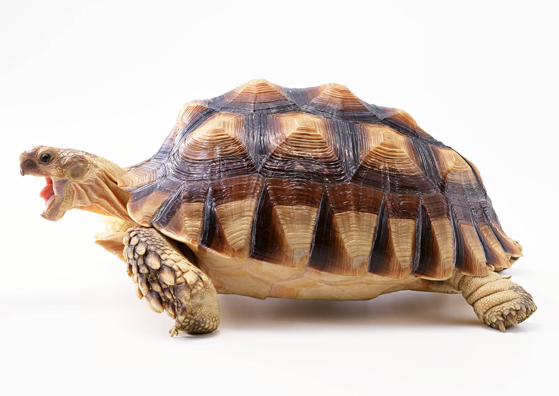 Tortoise With Amazing Shell Patterns Wallpaper