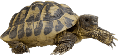 Tortoise_ Profile_ View PNG