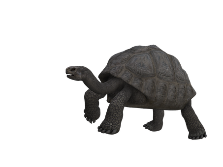 Tortoiseon Black Background PNG