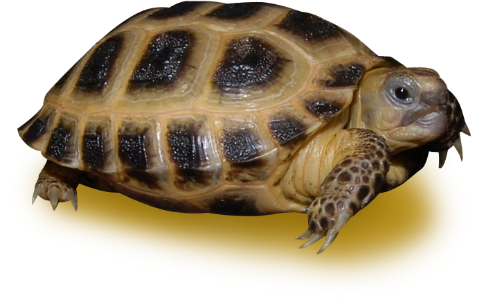 Tortoiseon Yellow Background.png PNG