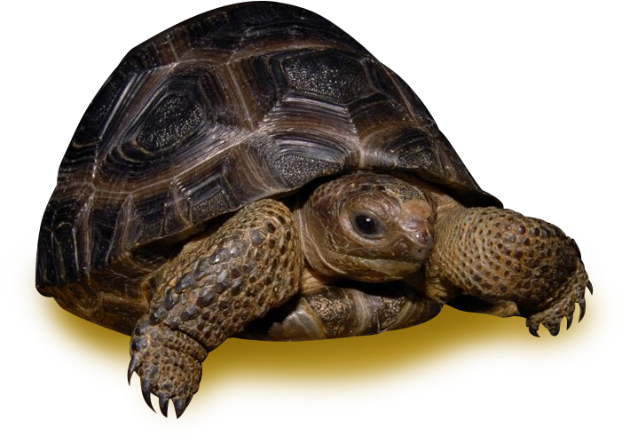 Tortoiseon Yellow Background.png PNG