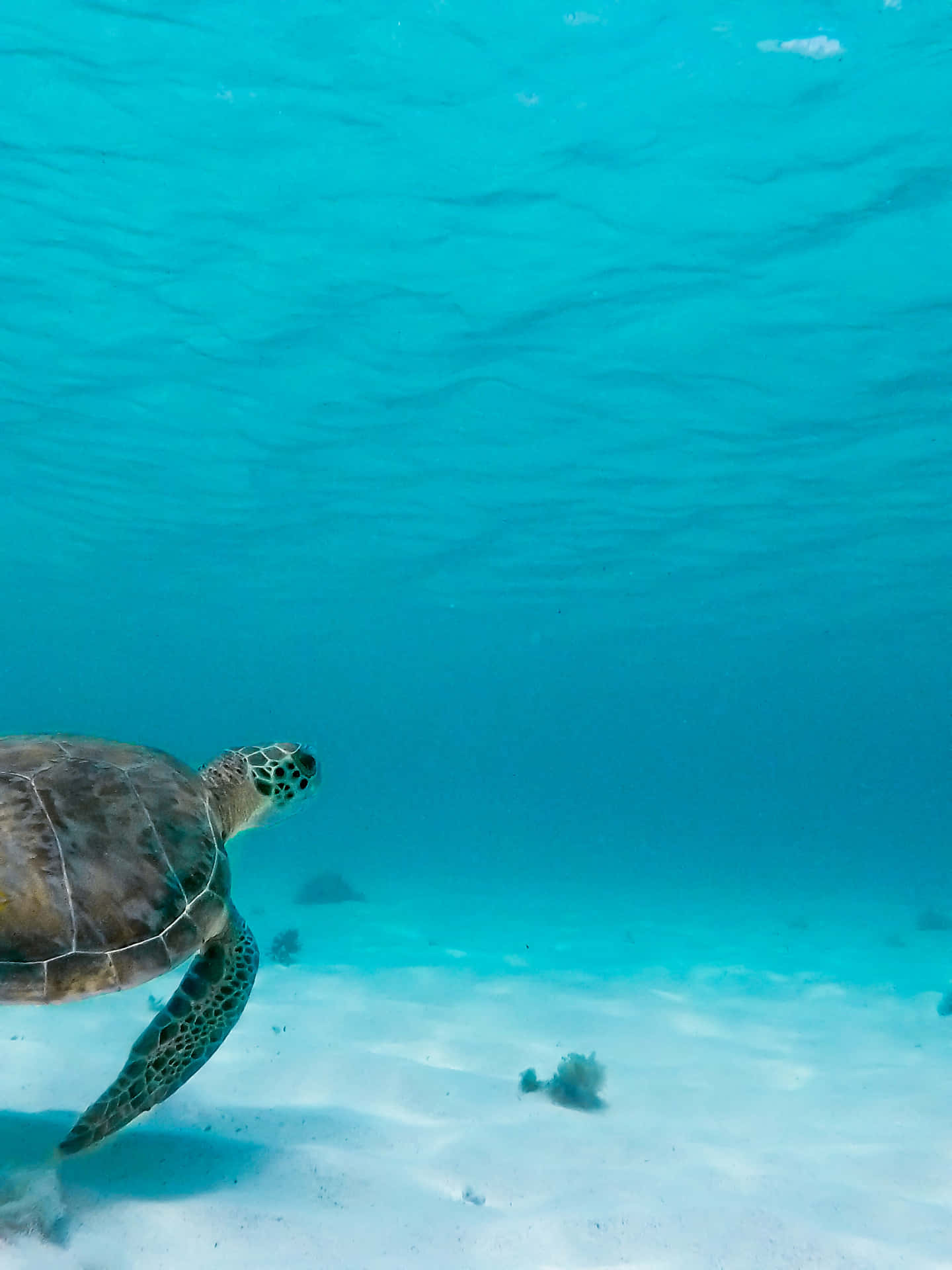 Tortugamarina Majestuosa Nadando En Las Profundidades Del Océano