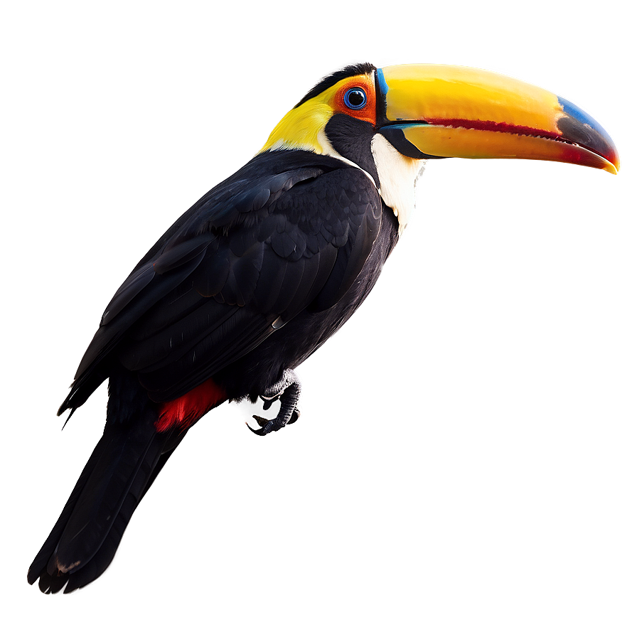 Toucan In Flight Silhouette Png 16 PNG