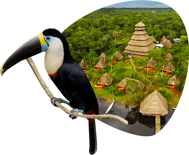 Toucan Overlooking Rainforest Village PNG