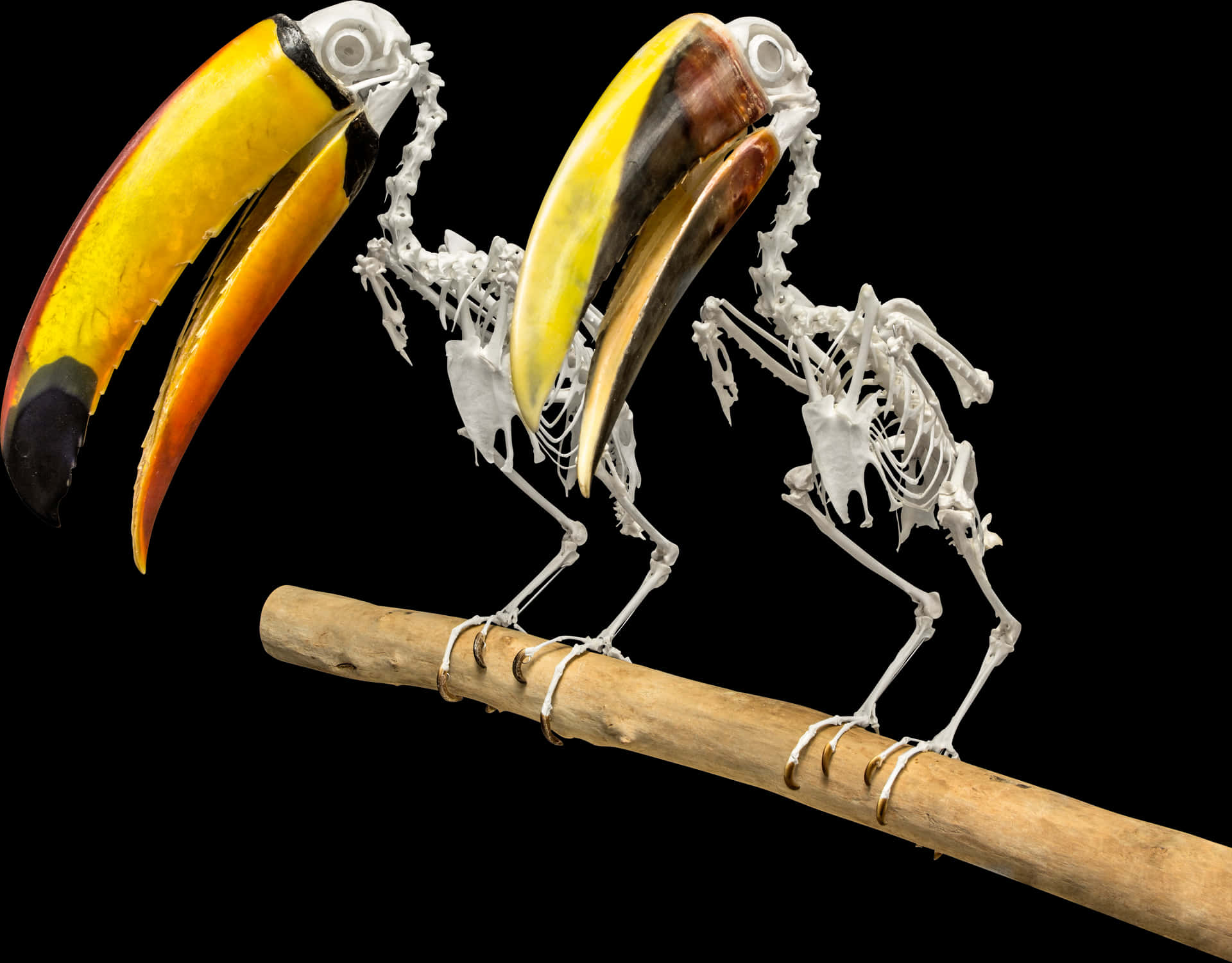 Toucan Skeleton Artwork PNG