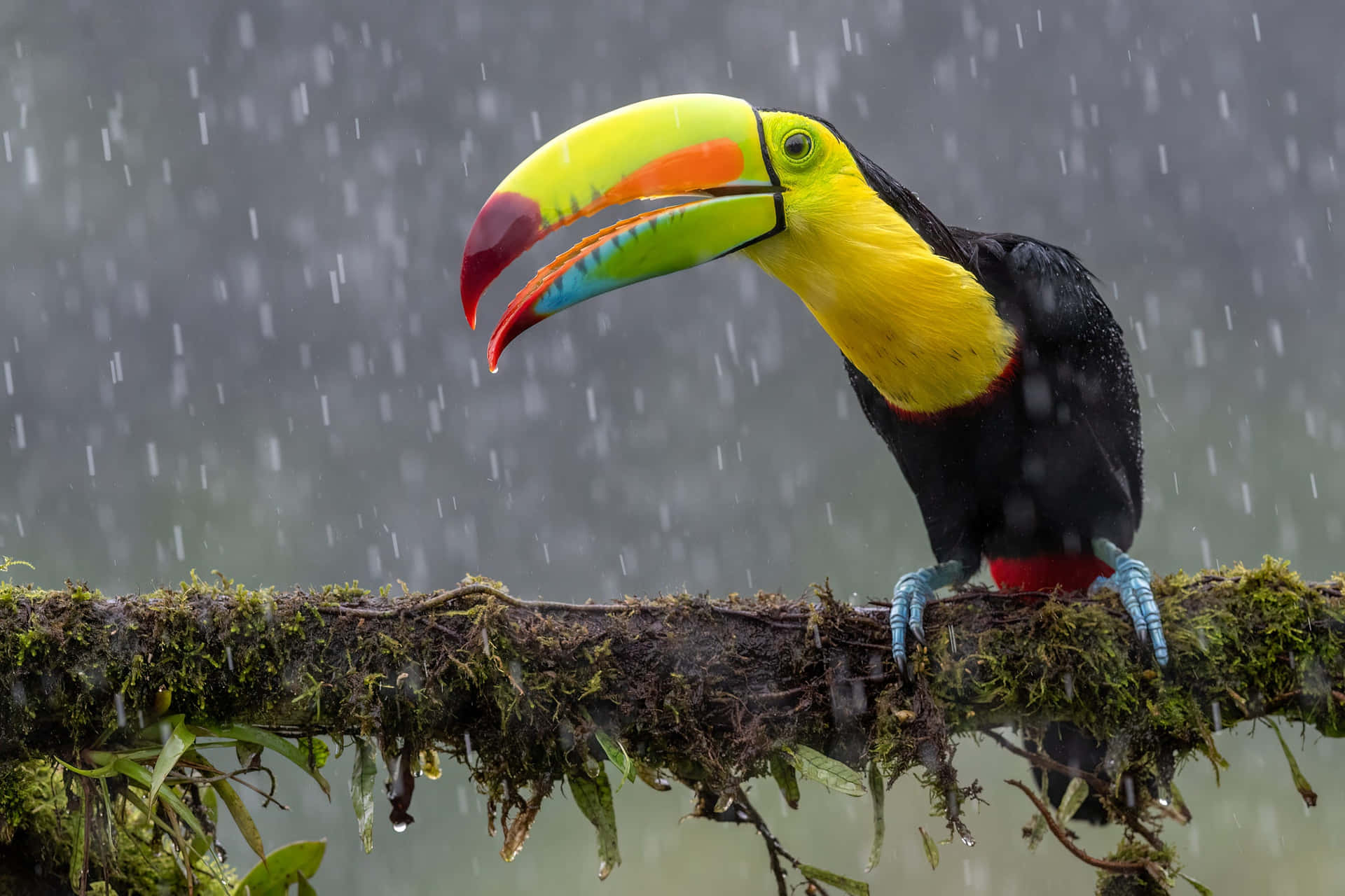 Toucanin Rainforest Rain Wallpaper