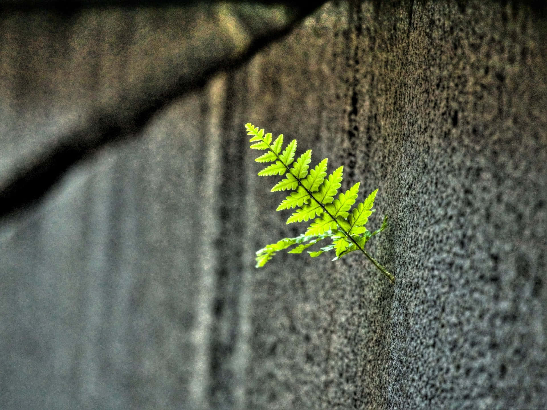 A Green Fern Growing Out Of A Concrete Wall Wallpaper