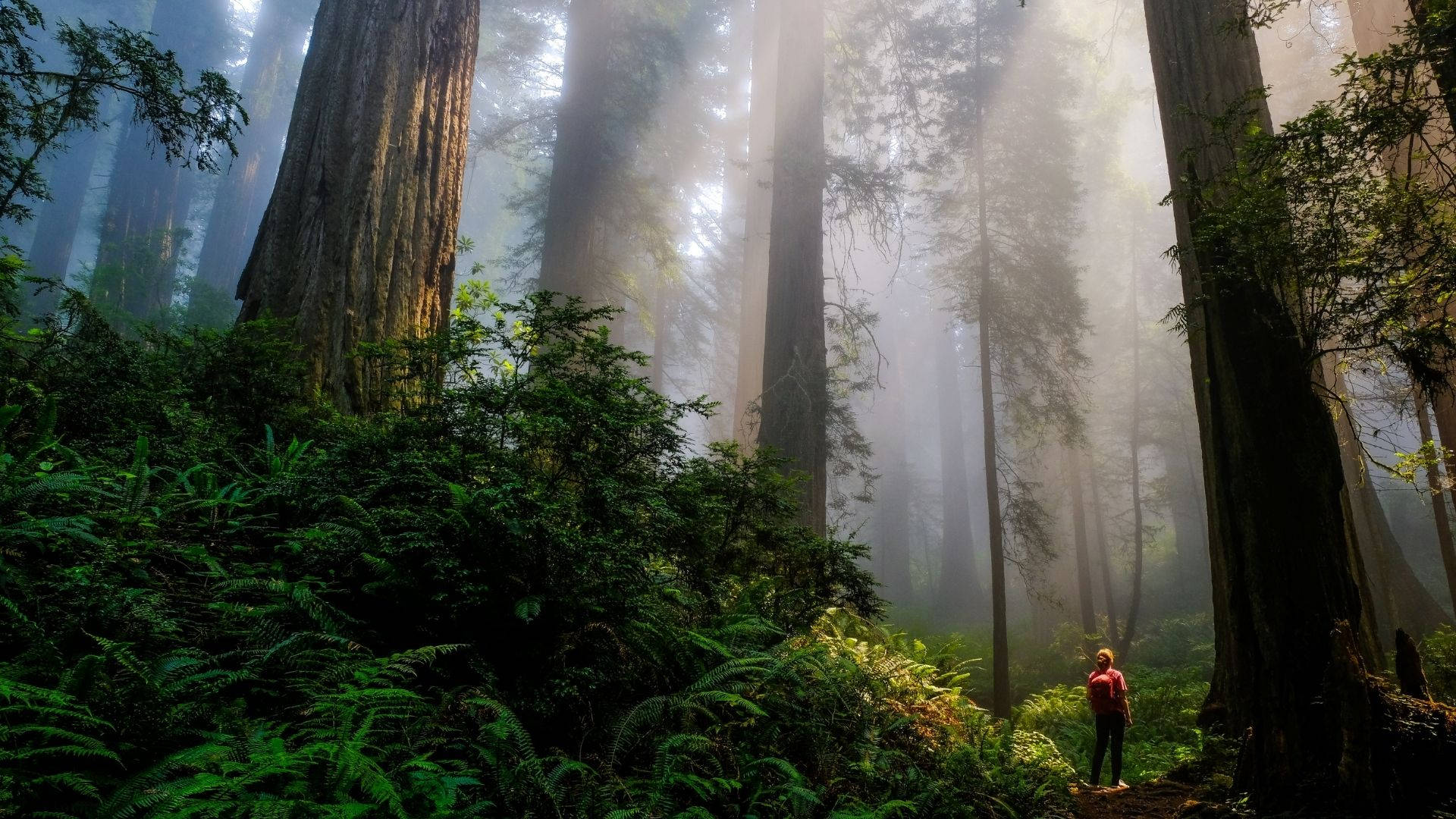 Tourist In The Redwood Forest Wallpaper