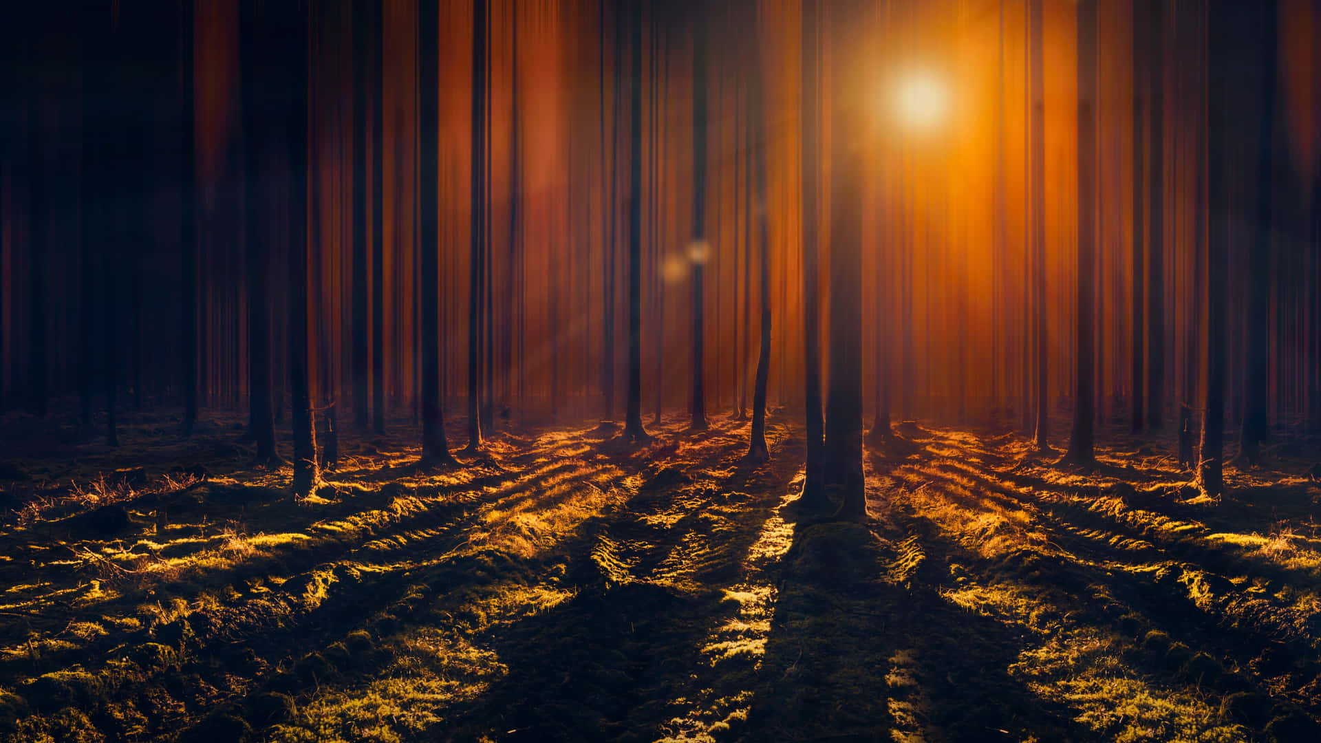 Towering Trees With Sun Rays Wallpaper